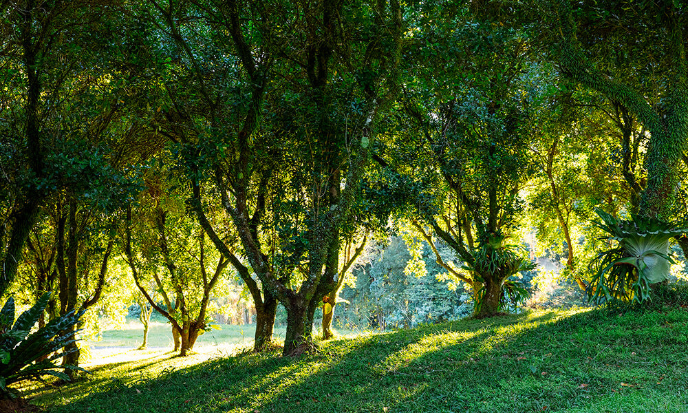 Brookfarm Macadamia Orchard in morning sunshine
