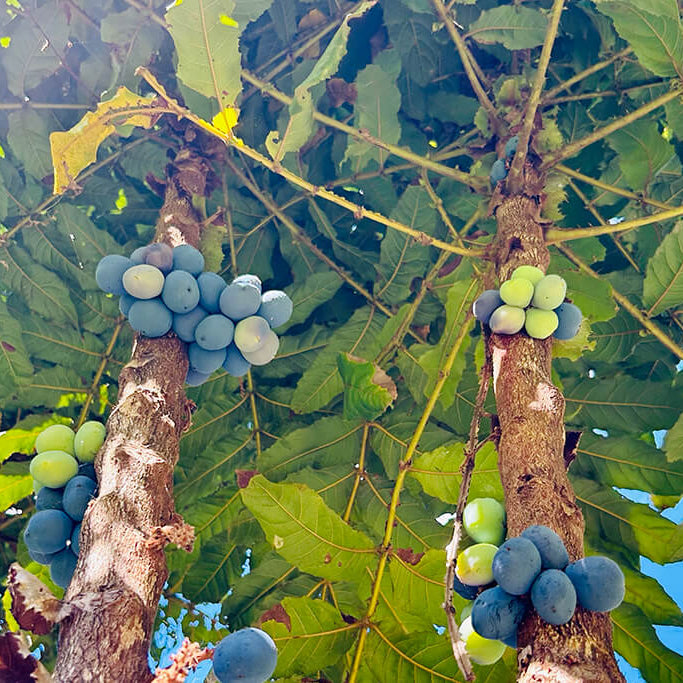 Brookfarm Native Ingredients - Davidson Plums growing on tree