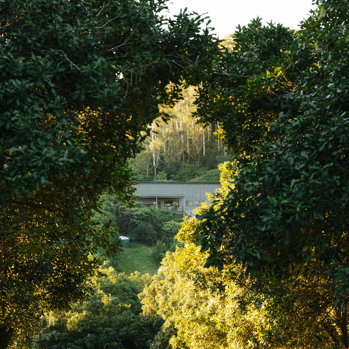 Cape Byron Distillery framed by the sub-tropical rainforest at sunset