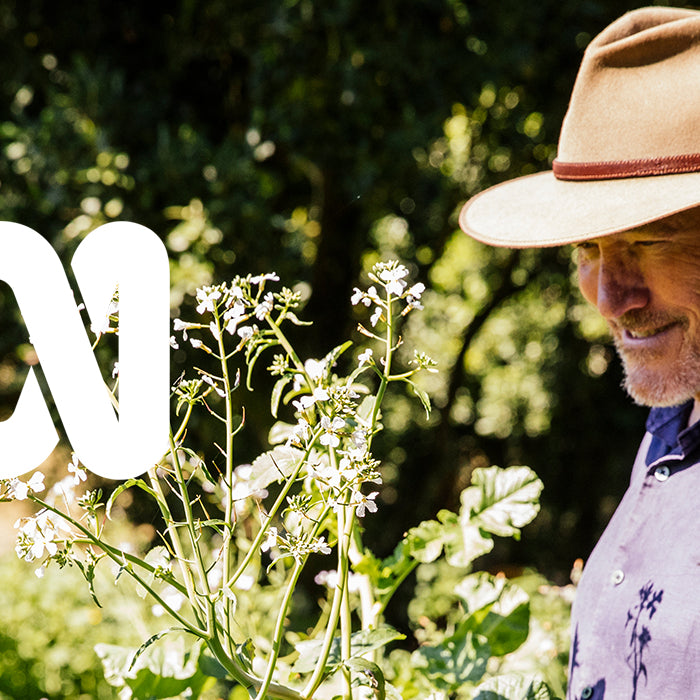 Macadamias in the Rainforest - Gardening Australia ABC