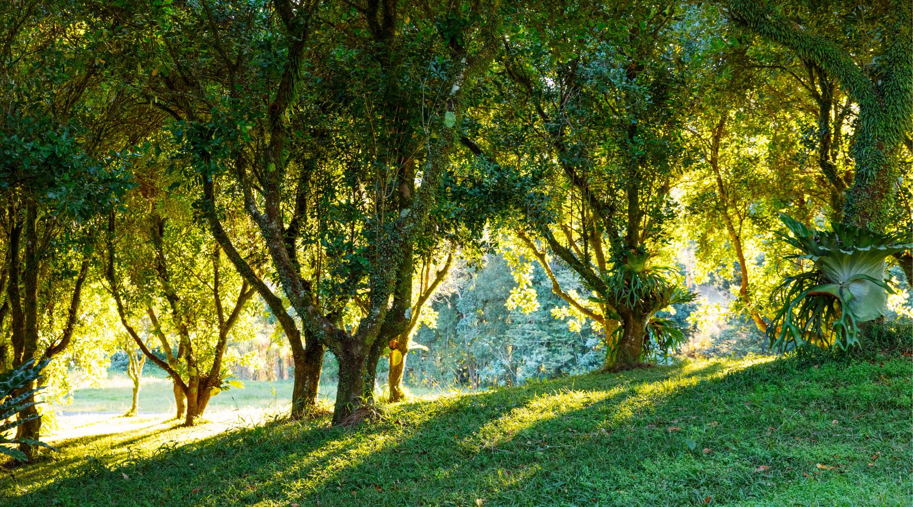 Our Brookfarm History 